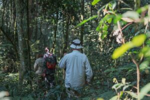 Gorilla Trekking