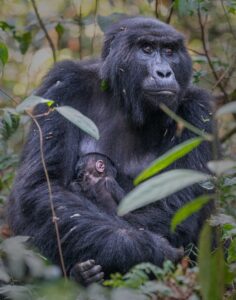 Gorilla