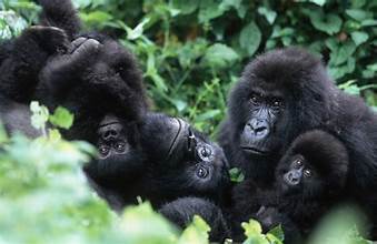 Gorillas