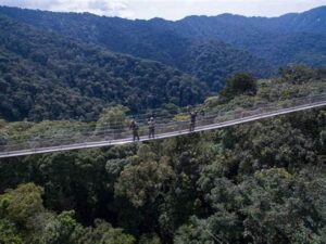 Nyungwe Canopy Walk