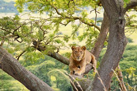 tree climbing lions in Queen Elizabeth National Park