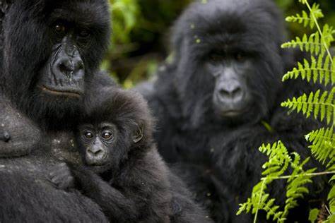 Gorilla trekking cost