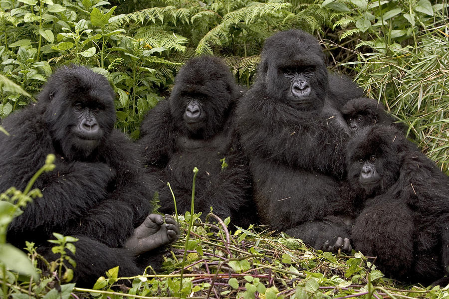 Rwanda vs Uganda Gorillas