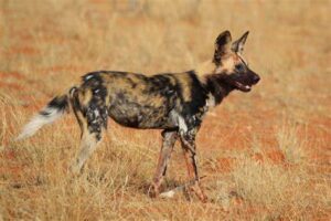 wild dog