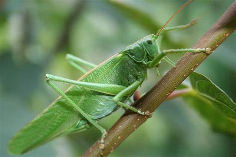 grasshopper