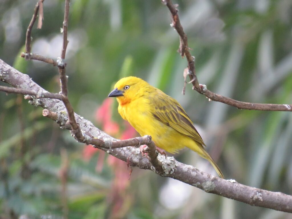 Birding