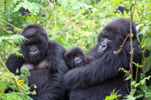 gorilla trekking