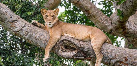tree climbing lion